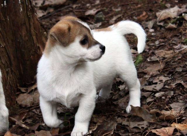 呼吁保护中华田园犬,别让它们成为我们的历史!