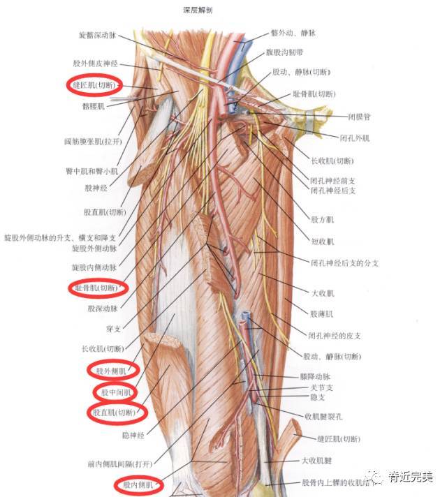 解剖走形:股神经沿腰大肌外侧缘与髂肌之间下行,经腹股沟韧带深面