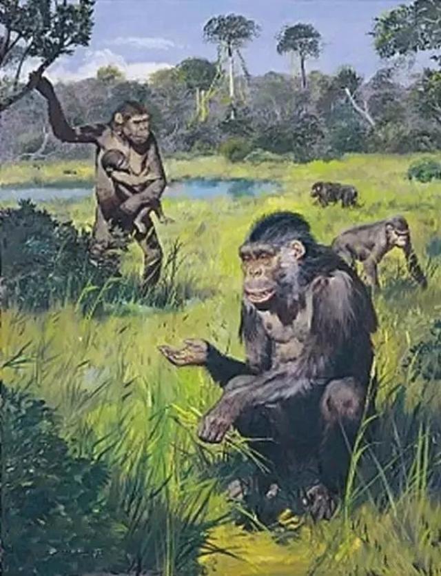 森林古猿,2000万年前.