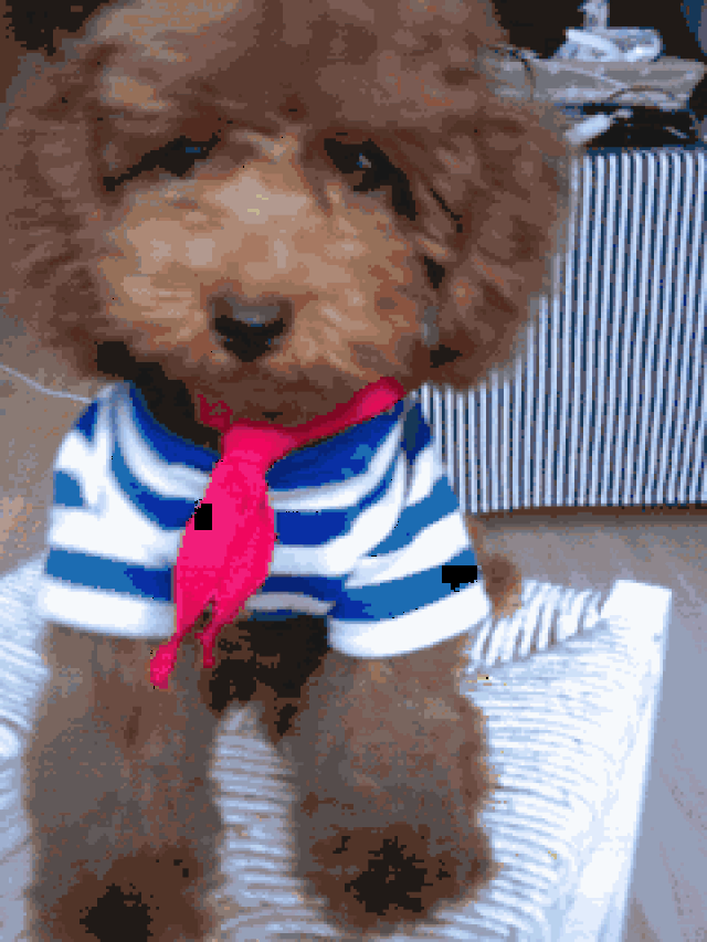 当它把脑袋靠在你腿上痴痴的望着你时,是在提醒你不要忘记它,就像个小