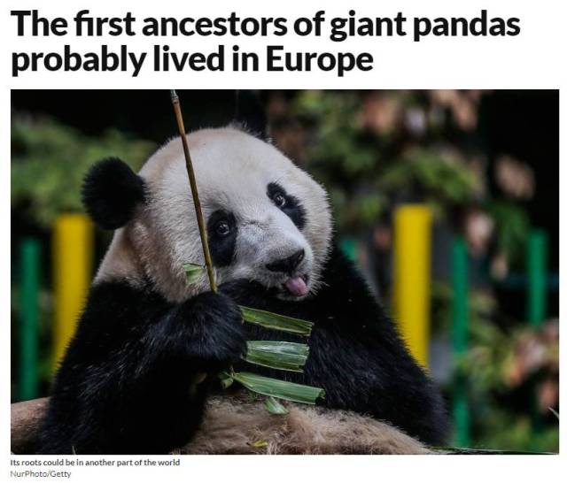 明目张胆抢我国宝!法国科学家称,大熊猫起源于欧洲