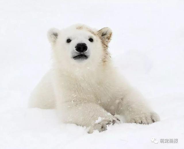 北极熊母子在雪地里嬉闹玩耍,调皮的熊宝宝一会扑上去堵住妈妈的眼睛