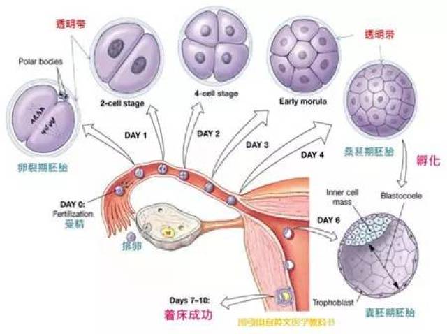 如果你有以下感觉,那么恭喜你,胚胎着床啦!