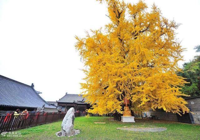 美了1400年的西安古银杏树,被一群堵门的懒汉"玷污"了