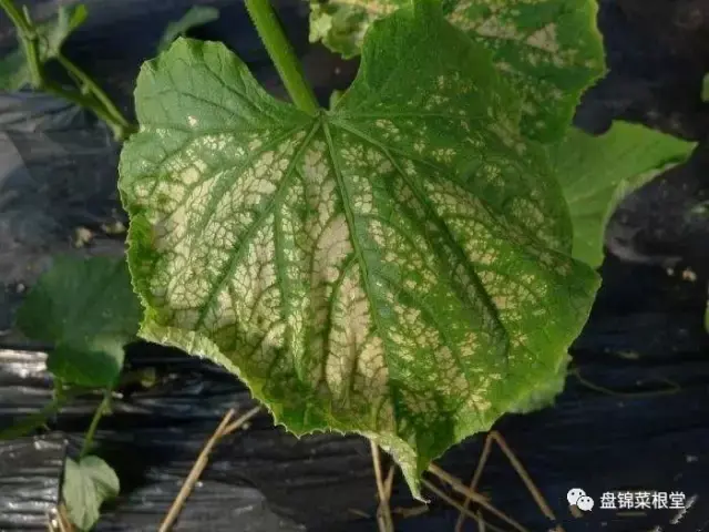 受到过量氨气危害的黄瓜,突然揭去覆盖物时,则会出现大片或全部植株