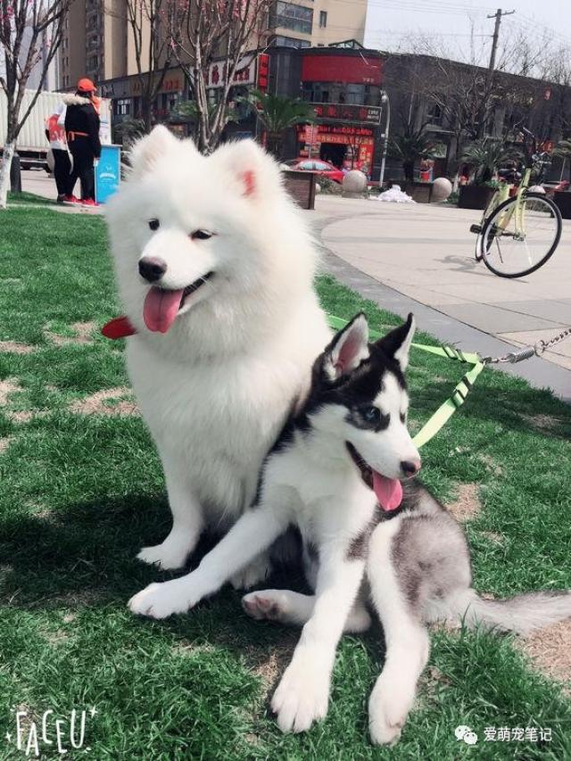 哈士奇欺负了萨摩耶生下了萨摩版二哈,网友看后纷纷说