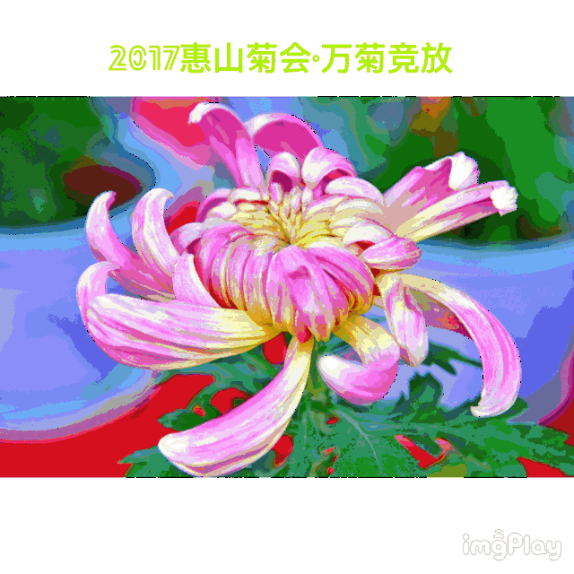 内有免费门票 | 万朵秋菊竞相开放,惠山菊会盛花来袭