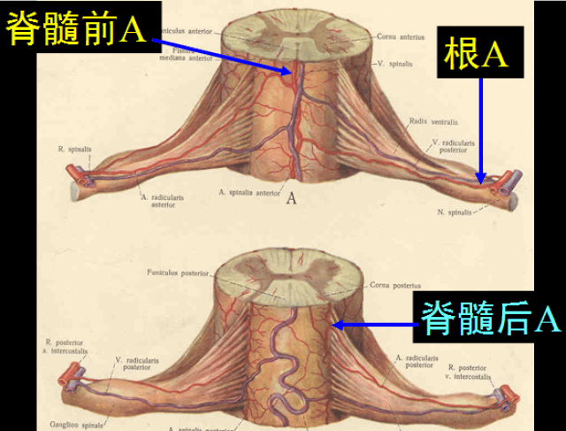 史上最详细的椎管结构影像图,果断收藏!