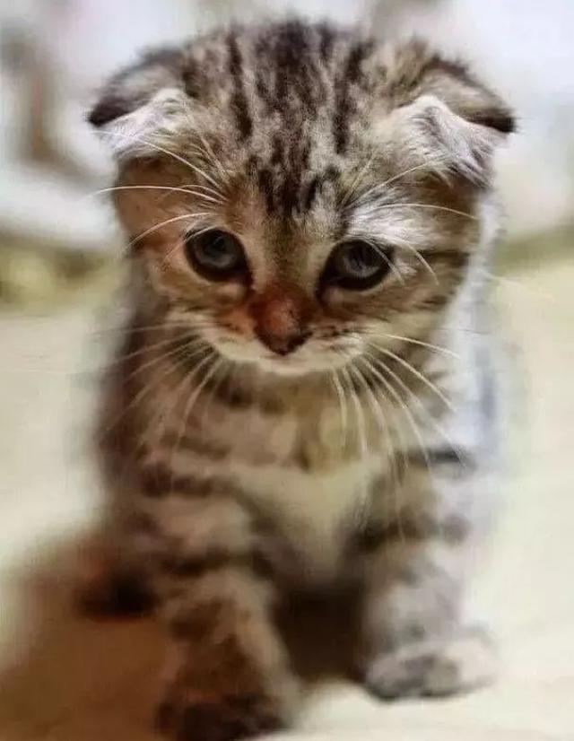 你说折耳猫很可爱,我要告诉你真相它最可怜!