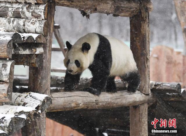 大熊猫梦梦在雪中玩耍.中新社记者 张瑶 摄