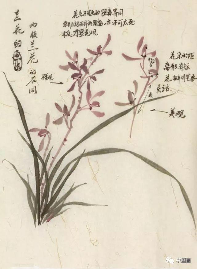 怎样画梅兰竹菊之兰花的画法