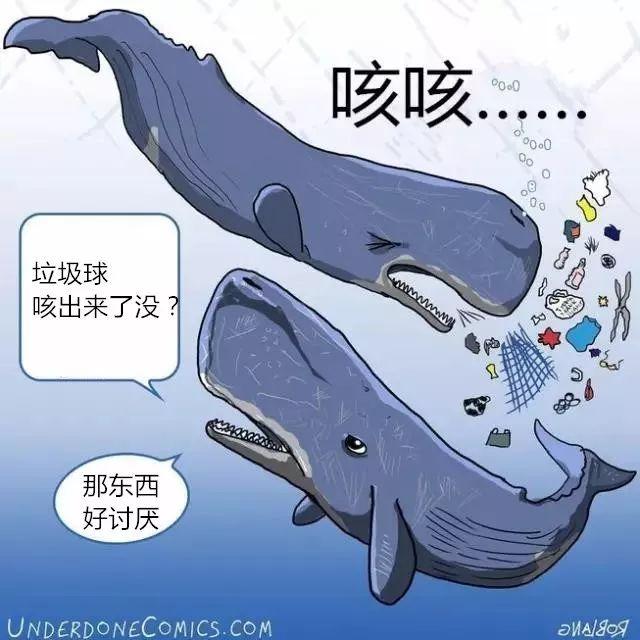 对于很多海鸟来说,覆盖着海藻的塑料垃圾不仅看起来像海鸟的食物,也