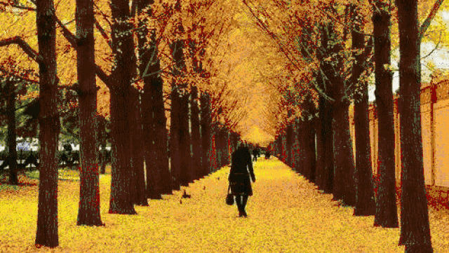 枫叶,银杏,桂花,芦苇,云海哪一款是你的最爱?