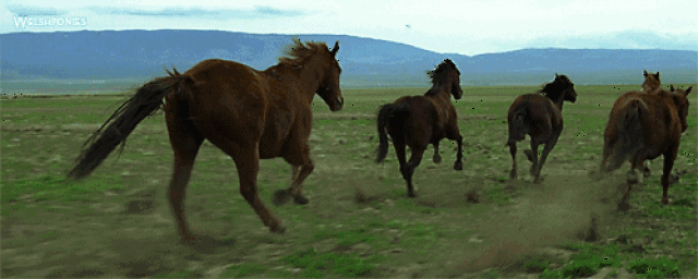 蒙古马具有最强的适应能力,可以长距离不停地奔跑,而且无论严寒酷暑都