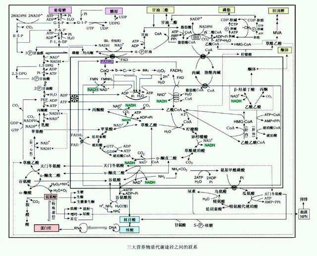 ① 糖的有氧氧化:糖酵解途径,葡萄糖转变成2分子丙酮酸→酮酸进入线粒