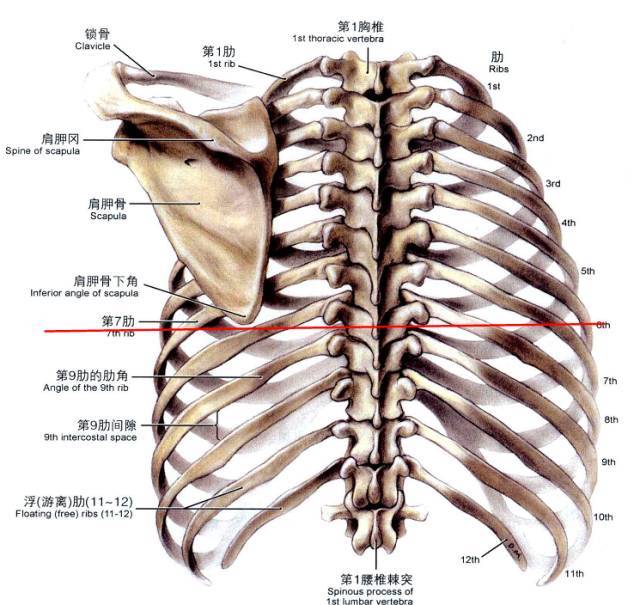 胸骨炳实体与第2前肋相连,而投射到一个层面上实际与第5胸椎(也就是第