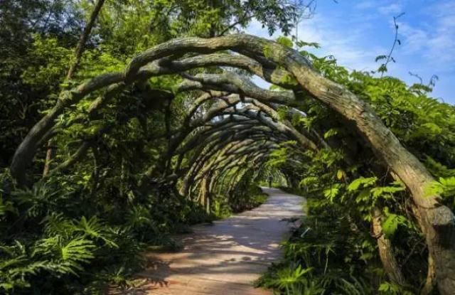 广西药用植物园内一角实景(网络配图)