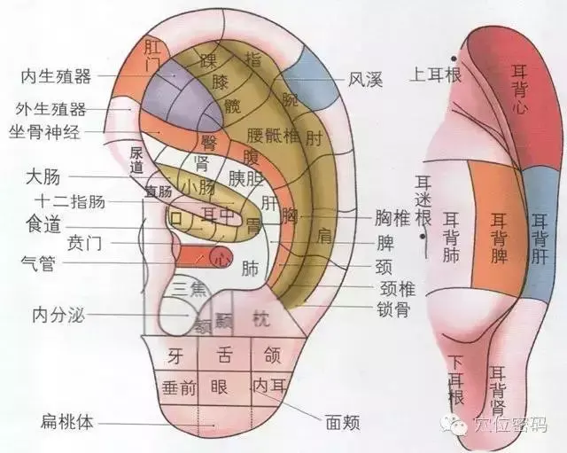 耳朵这颗"养生丹"的用法——每天十分钟,通畅全身气血