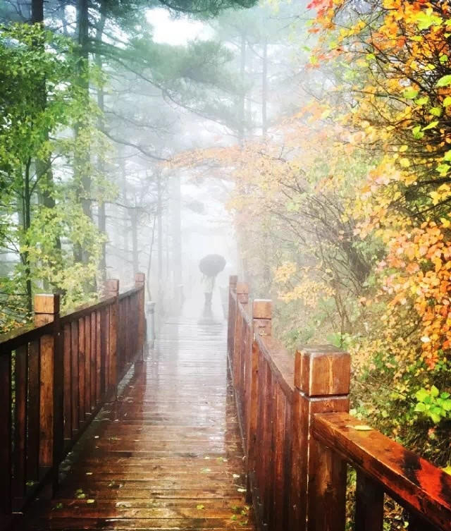 秋雨绵绵,旋舞在林间,抚过片片红叶,更显浓郁.