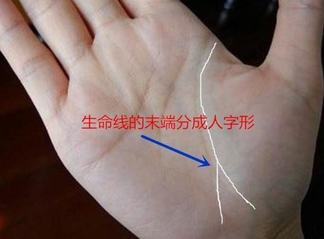 手掌中生命线的末端分叉,也代表具有很好的桃花旺,生命线末端分叉