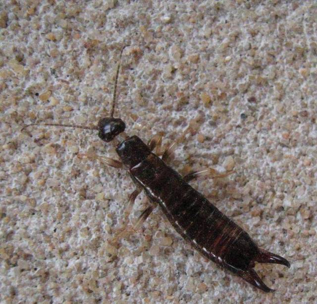 最近,很多佛山人家中发现一种虫子!它不仅恶心,危害还很大!