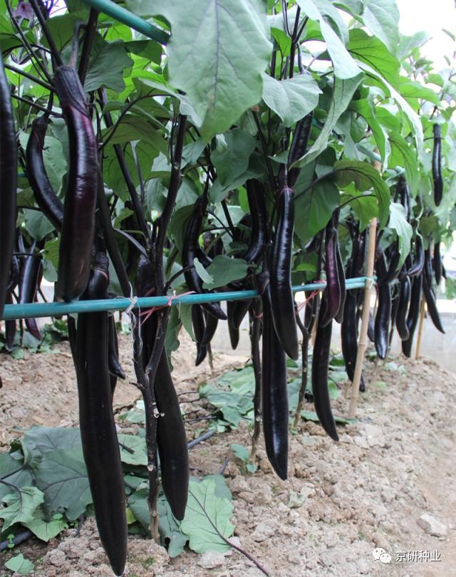 【茄果类】精品推荐——露地长茄和南方线茄