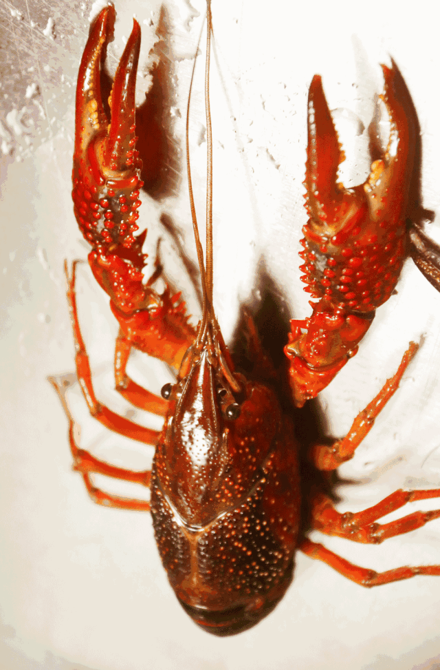 640_973 竖版 竖屏