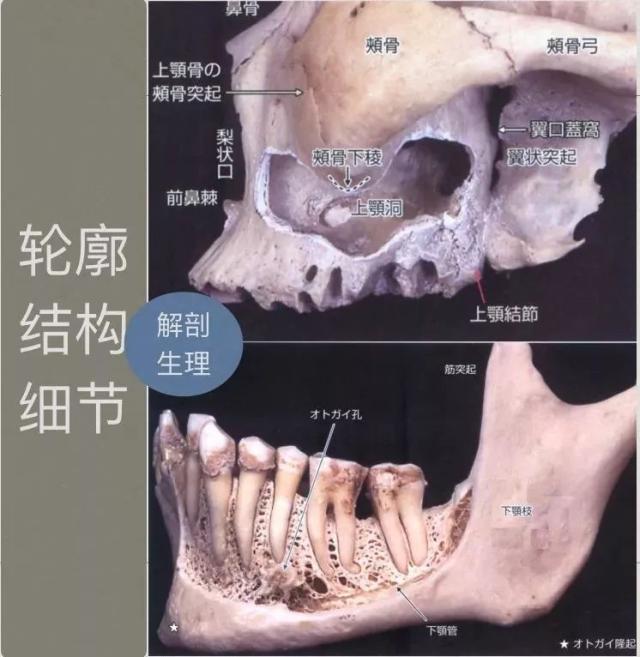 其唇颊侧充满整个唇颊沟,舌侧充满整个舌侧沟,上颌后缘止于前后颤动线