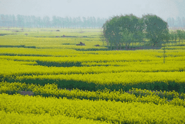 壁纸 成片种植 风景 植物 种植基地 桌面 640_429 gif 动态图 动图