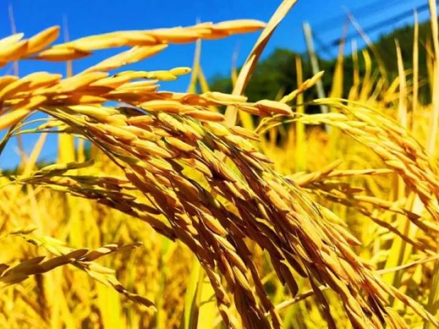 怎么快速的剥谷子 7e29fd9dff914997a23e4578715e5e4b.jpeg