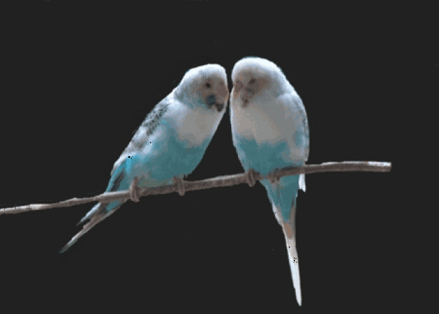 壁纸 动物 鸟 摄影 小鸟 桌面 450_322 gif 动态图 动图