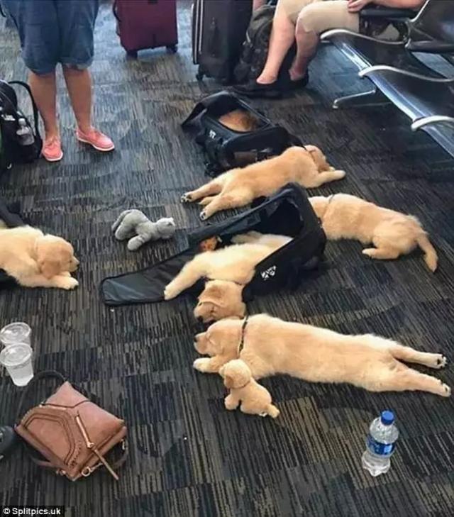 一组狗狗们累趴了的可爱萌照!