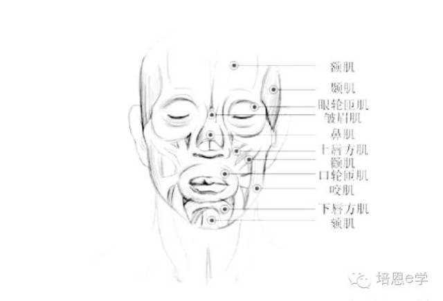 颞下颌关节(tmj)由咬肌,翼状肌,颞肌,斜方肌,胸锁突肌引起的.