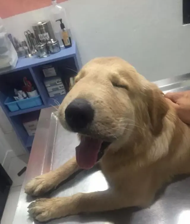 笑到奶疼,猫狗跟蜜蜂打架之后的样子长颈鹿纸样图图片