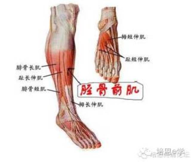 2,外侧肌肉:腓骨长肌——腓骨短肌——3号腓骨肌.