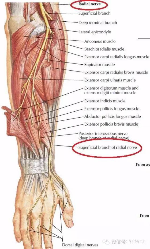 (handcuff neuropathy / cheiralgia paresthetica) 桡神经浅支可能