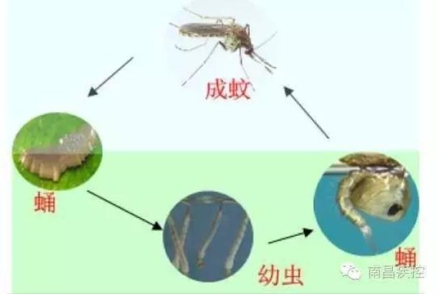 蚊子的一生经历4个时期,其中3个时期(卵,幼虫,蛹)在水中生活,成虫陆上