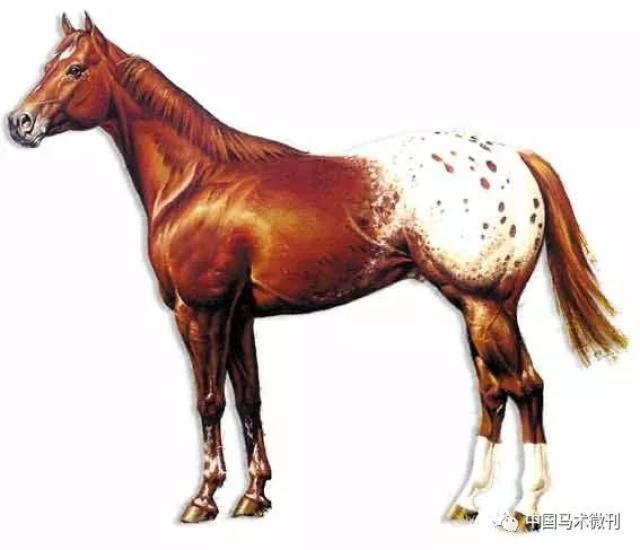 阿帕卢萨马(appaloosa)是一种起源于美国西部的品种.