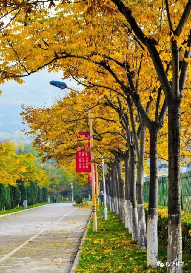 而不只青年北路的银杏叶美逆天,就连天水师范大学的秋景也如诗如画