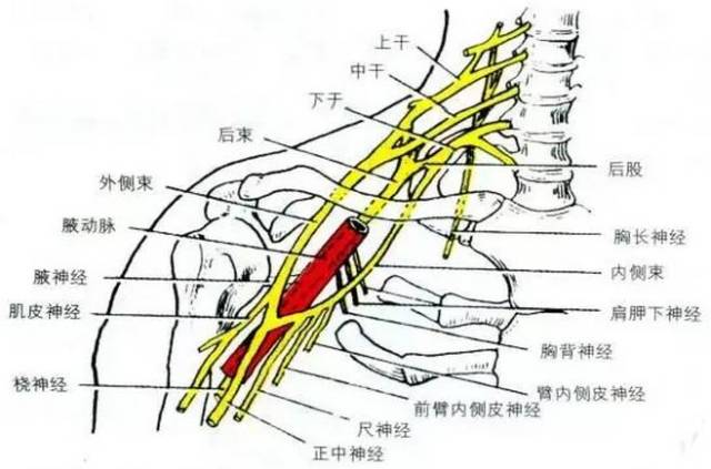 5-8及胸1脊神经前支组成,有时也接受颈4及胸2脊神经前支发出的小分支