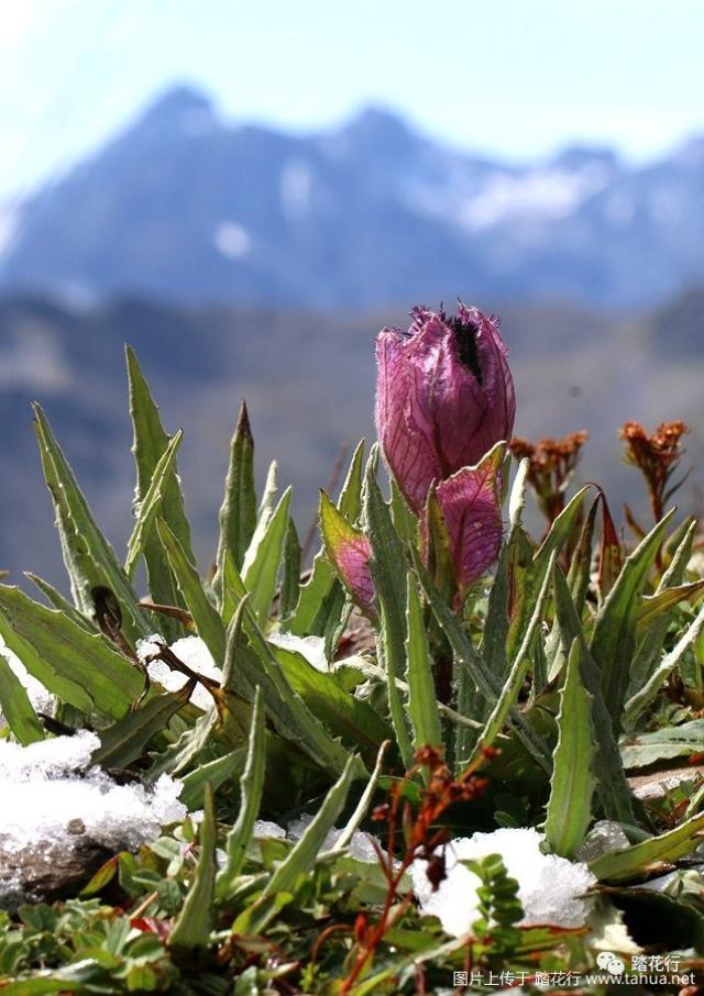 那些雪中绽放的高山野花