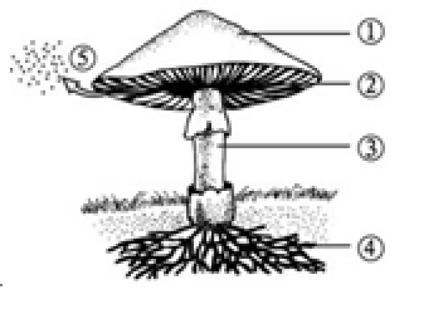 (1)填出图中各部分的名称:① 菌盖② 菌褶③ 菌柄    菌丝