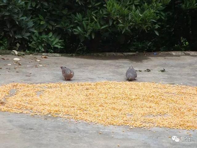 两只斑鸠啄玉米