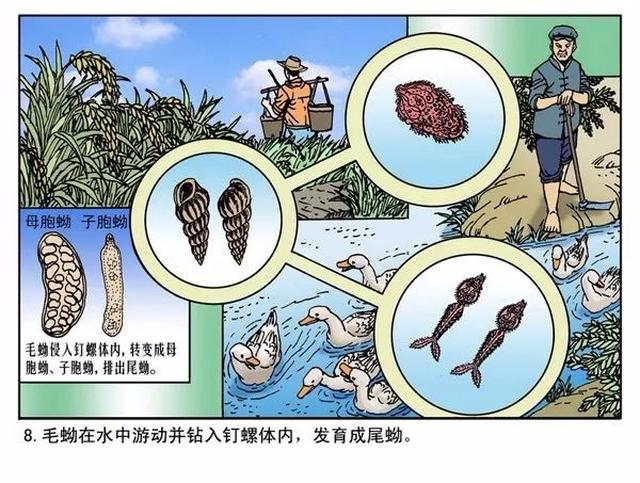 科普| 一图读懂血吸虫病的前世今生