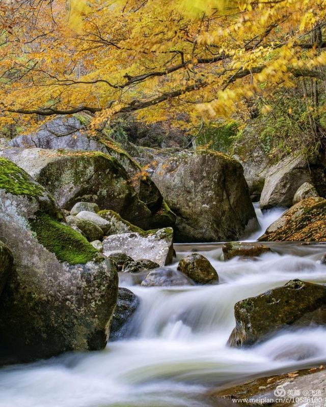 又是一年红叶季,在勉县云雾山遇见最绚烂的姹紫嫣红