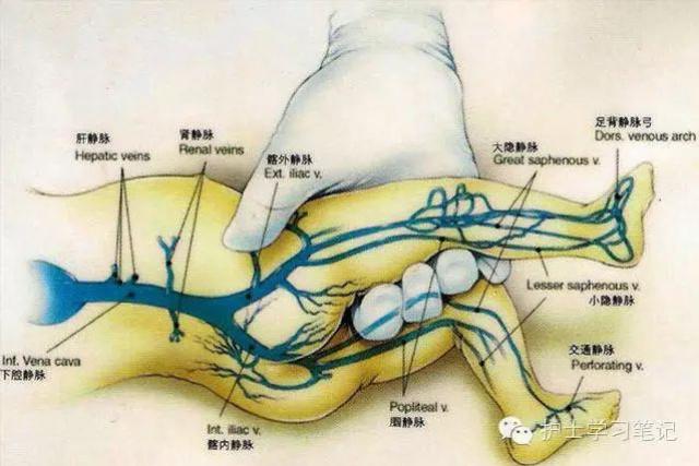 超全的小儿静脉穿刺技巧,欢迎收藏学习