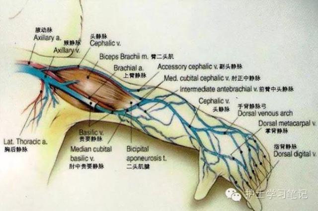 超全的小儿静脉穿刺技巧,欢迎收藏学习