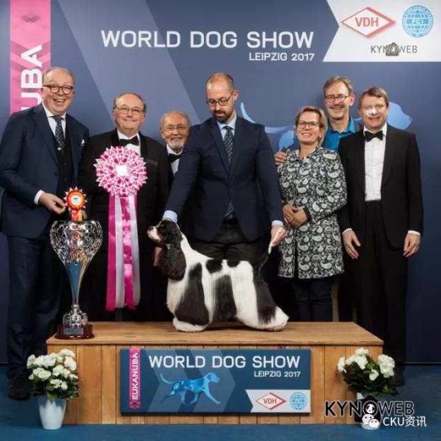 best in show #4:american cocker spaniel 美国可卡犬