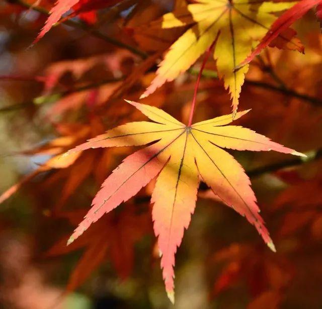 枫叶红了,深秋时节去湖南这些地方赏"醉"美风景!