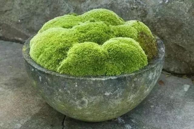 "三月青苔露绿头,四月青苔绿满江 附身在石块上的青苔 春暖时抽丝发